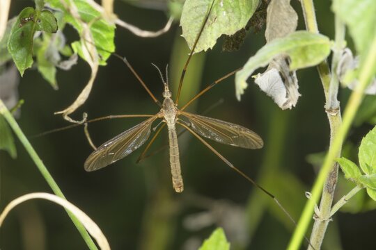 Long-legged cabbage snake (Tipula oleracea) between green plants, Baden-W&uuml;rttemberg, Germany