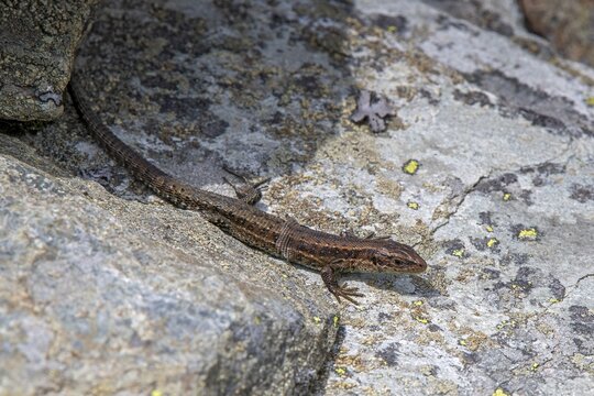Viviparous lizard (Lacerta vivipara) or , sunbathing on a stone, Bachler-Alm, Hart im Zillertal, Tyrol, Austria