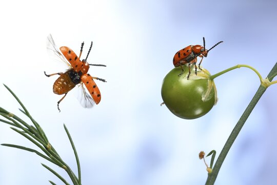 Spotted asparagus beetle (Crioceris duodecimpunctata) in flight on a Garden asparagus plant (Asparagus officinalis) with seed capsule, Germany