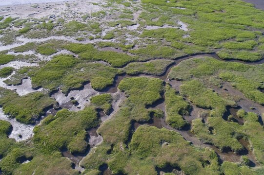 Salt marshes in front of the dike, coastal protection, Wadden Sea National Park, North Sea, North Friesland, Schleswig-Holstein, Germany