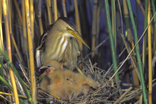 Little Bittern (Ixobrychus minutus), female at nest with chicks