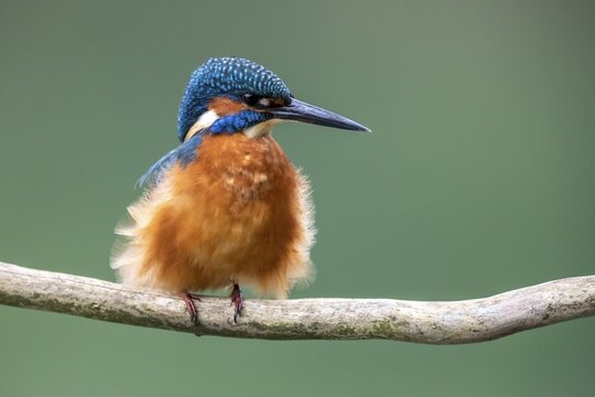 Common kingfisher (Alcedo atthis), sitting puffed up on a branch, Germany