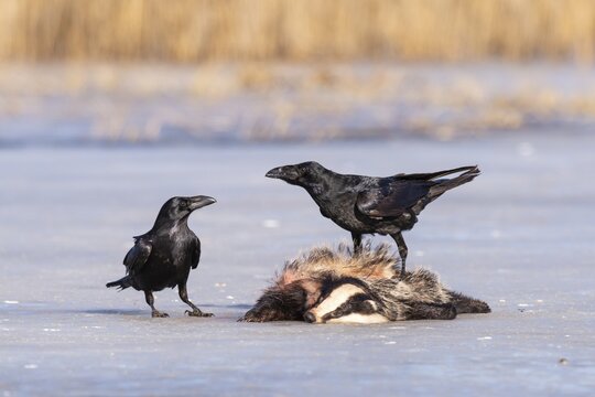 Common raven (Corvus corax), on dead badger, Feldberger Seenlandschaft, Mecklenburg-Western Pomerania, Germany