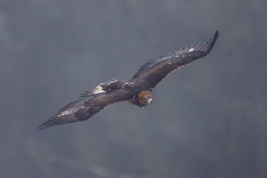 Golden eagle (Aquila chrysaetos) flies, Czech Republic