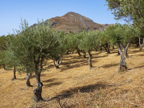 Olive grove, Faraggi Kotsifou mountain in the back, R&eacute;thimno, Crete, Greece