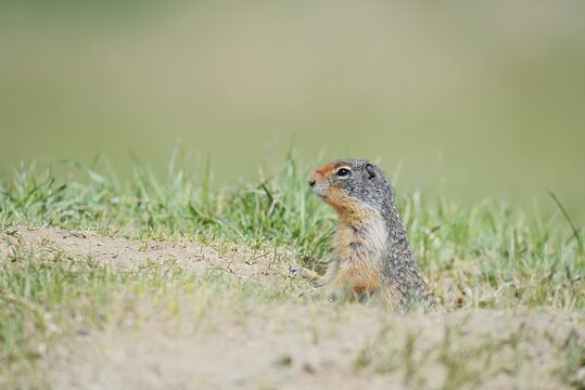 Columbia ground squirrel (Urocitellus columbianus, Spermophilus columbianus) at the burrow, Jasper National Park, Alberta, Canada