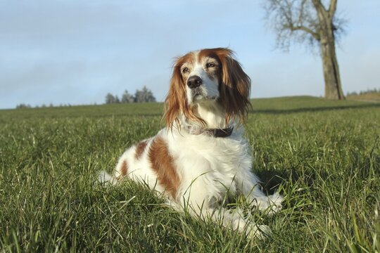 Hunting dog Irish Setter, Allg&auml;u, Bavaria, Germany