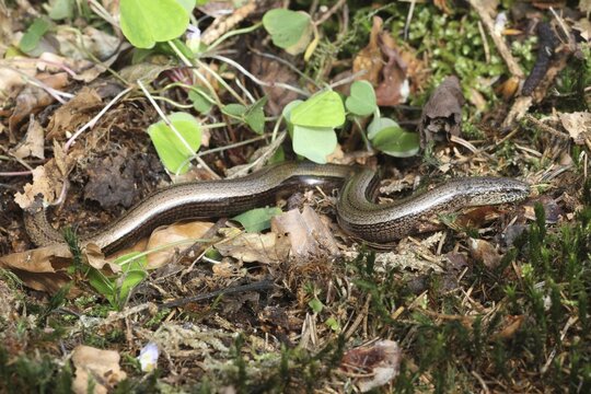 Slow Worm (Anguis fragilis) crawling across the forest floor, Allg&auml;u, Bavaria, Germany