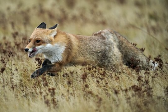 Red fox (Vulpes vulpes) running in a meadow, Czech Republic
