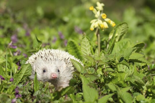 European Hedgehog (Erinaceus europaeus) albino, adult amongst springtime flowers, Suffolk, England, United Kingdom