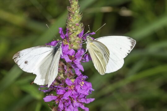 Two rapeseed white butterflies (Pieris napi) on purple loosestrife (Lythrum salicaria), Baden-W&uuml;rttemberg, Germany