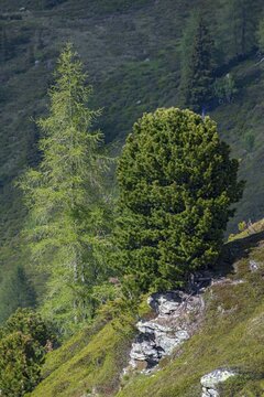 European larch (Larix decidua) and Swiss pine or (Pinus cembra) grow on a rocky mountain slope, Bachler-Alm, Hart im Zillertal, Tyrol, Austriag