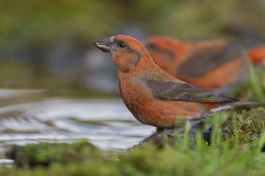 Common crossbill (Loxia curvirostra) adult male bird at a woodland drinking pool, Norfolk, England, United Kingdom