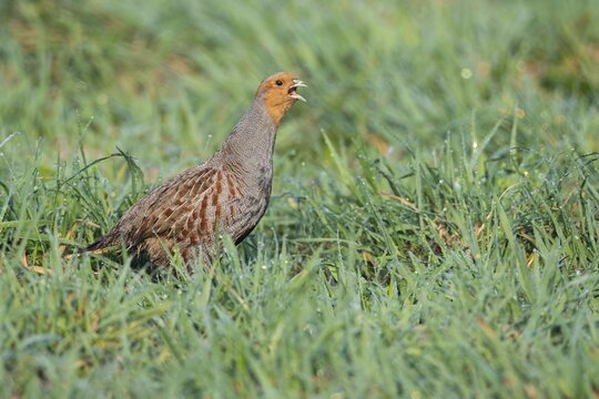 Courting gray partridge (Perdix perdix), partridge, Oldenburger M&uuml;nsterland, Vechta, Lower Saxony, Germany