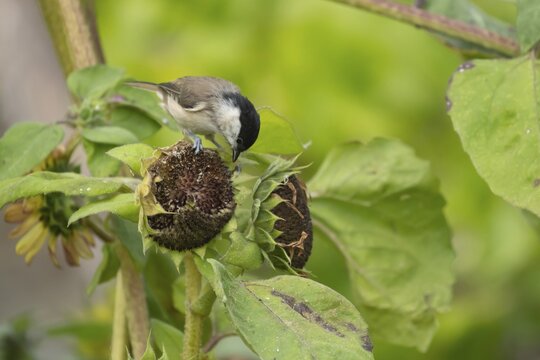 Marsh tit (Poecile palustris) adult bird on a Sunflower (Helianthus spp) seed head, Suffolk, England, United Kingdom
