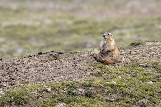 Prairie Dog (Cynomys ludovicianus), Herberstein Wildlife, Herberstein, Styria, Austria
