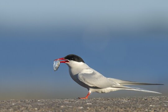 Arctic tern (Sterna paradisaea) with prey, Eider barrage, T&ouml;nning, Schleswig-Holstein, Germany