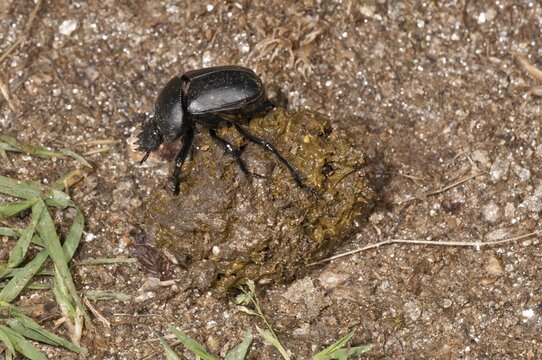 Dung Beetle (Scarabaeus semipunctatus) forming a ball of sheep dung, Lake Kerkini region, Greece, Europe