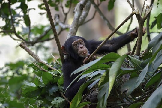 Western chimpanzee (Pan troglodytes verus) in its nest in the rainforest, young animal, wild, near Bossou, Nz&eacute;r&eacute;kor&eacute; Region, Guinea
