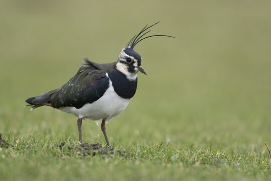 Northern lapwing (Vanellus vanellus) adult bird on grassland, Lincolnshire, England, United Kingdom