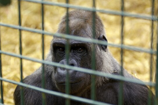 Western Lowland Gorilla Gorilla gorilla gorilla in captivity