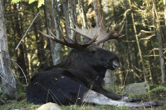 Elk (Alces alces) Bull, resting during the rut, captive, southern Sweden, Sweden
