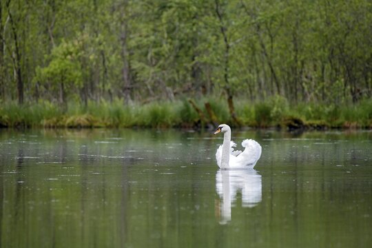 Mute swan (Cygnus olor), male, swims at the Almsee, Upper Austria, Austria