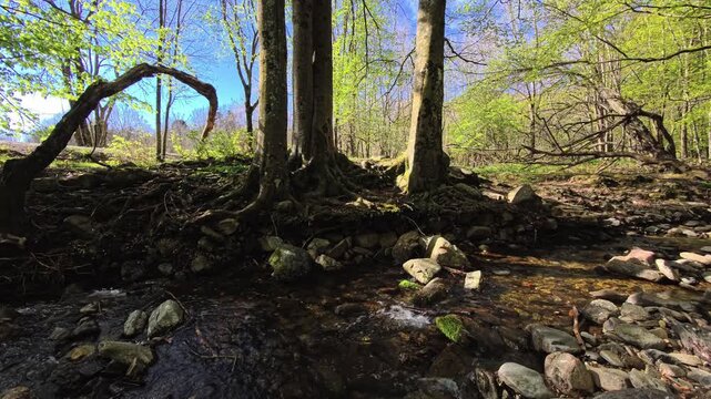 Forest stream with tree roots and rocks under bright sunlight