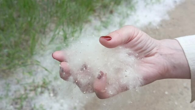 A pile of poplar fluff in his hand close-up on the street. Allergies