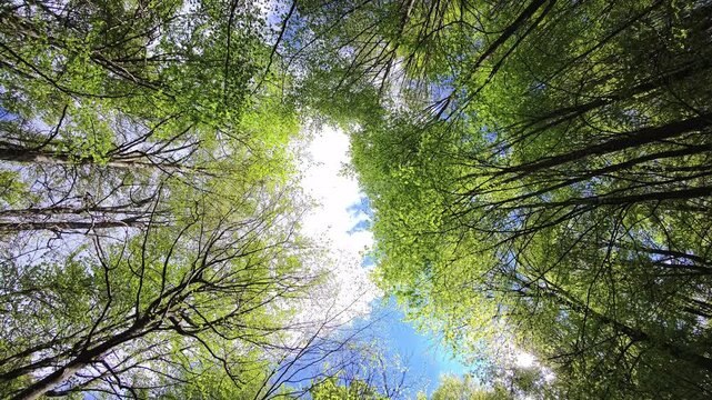 Upward view of tree canopy forming circular opening to sky