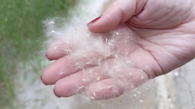 poplar fluff, poplar seeds in the hand with a large lan