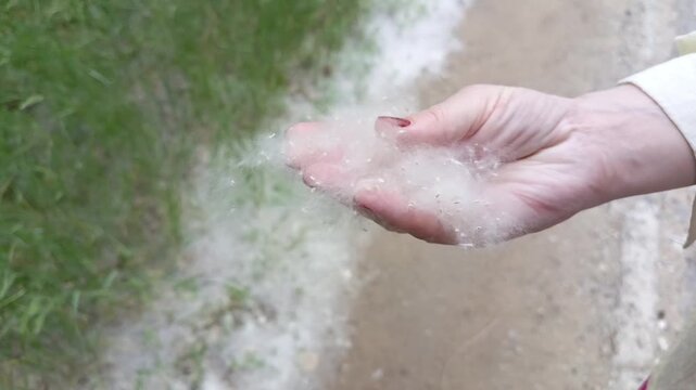 A pile of poplar fluff in his hand close-up on the street. Allergies