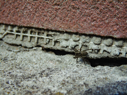 Spider with natural camouflage on a textured concrete surface. The arachnid is likely a wolf spider from Lycosidae.
