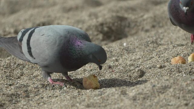 Pigeon eating sand. A grey pigeon pecks at bread crumbs on a sunny beach while another bird joins in nature