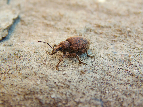 Detailed macro photograph of Sciaphilus asperatus resting on concrete. High-magnification view highlighting the morphology and distinctive features of this weevil species.
