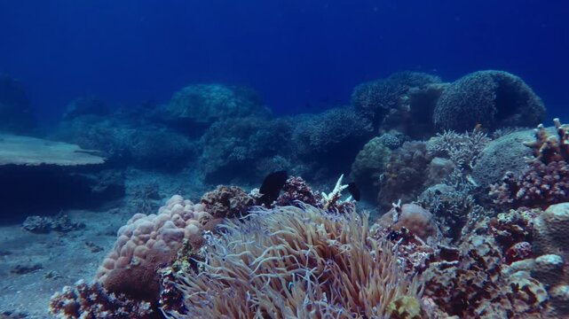 Handheld snorkeling pov showing a sebae anemone (Radianthus crispa) among the dense coral formation and black damsel (Neoglyphidodon melas) hovering around it. Dauin, Philippines