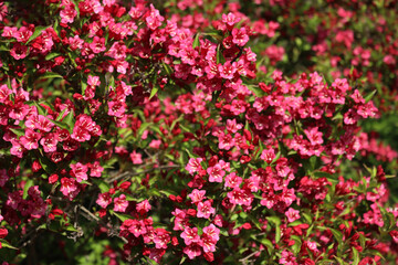 Fototapeta premium Close-up of Weigelia or Weigela bush in bloom on springtime on a sunny day. Weigelia pink flowers on branches