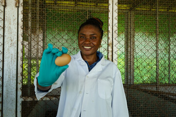 Farmers are checking the health of chickens on the farm in preparation for export.  © eakarat