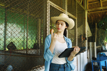Farmers are checking the health of chickens on the farm in preparation for export.  © eakarat
