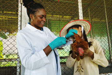 Farmers are checking the health of chickens on the farm in preparation for export.  © eakarat