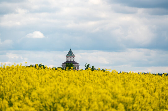 Humprecht Castle tower rises above blooming rapeseed fields (Brassica napus, canola) in foreground, surrounded by rural farmland and open countryside in Czech Republic.