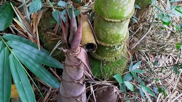 Video of Bamboo shoots in a bamboo forest. Bamboo shoot. Selective focus.
