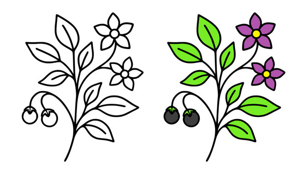 Nightshade plant minimalist icon, line art and colored, for coloring page