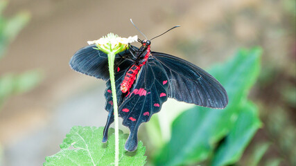 butterfly on a flower © lazalnik