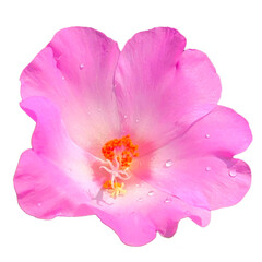 Naklejka premium pink flower