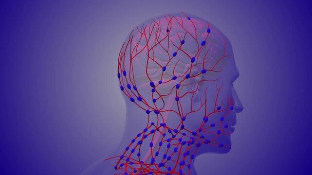 Human Head Lymphatic System Anatomy