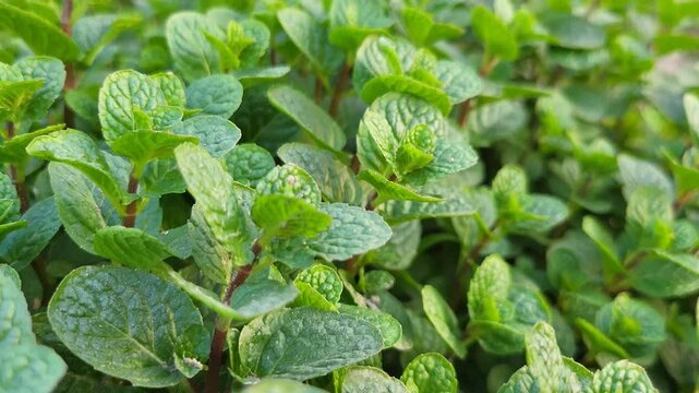 Spearmint, or spear mint plant growing in home garden, Spearmint (Mentha spicata), also known as garden mint, common mint, lamb mint 