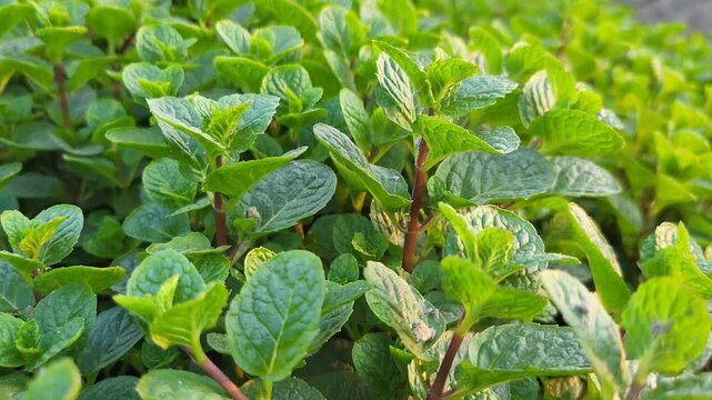 Spearmint, or spear mint plant growing in home garden, Spearmint (Mentha spicata), also known as garden mint, common mint, lamb mint 