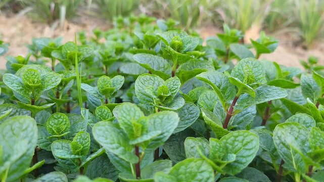 Spearmint, or spear mint plant growing in home garden, Spearmint (Mentha spicata), also known as garden mint, common mint, lamb mint 