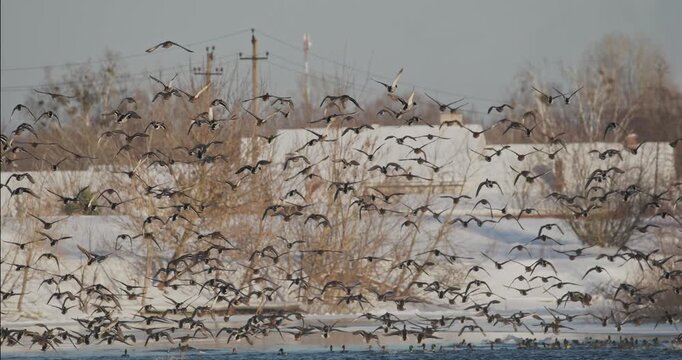 Mallard Ducks Anas platyrhynchos Taking Off From Freezing River in Winter Europe